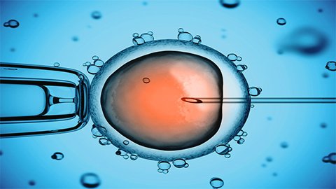 Adult Stem Cells