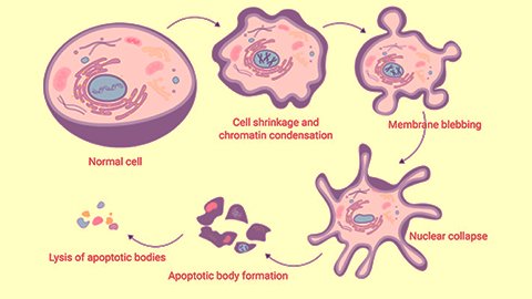 Apoptosis and Programmed Cell Death
