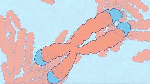 Benefits of Telomeres in Reversing Age & Gene Therapy