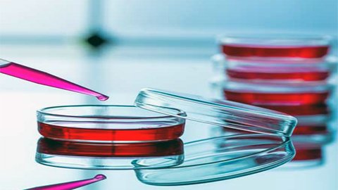 Cell Culture Medium Growth Medium