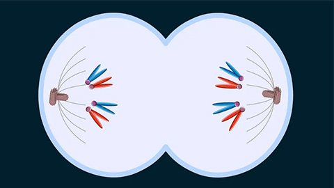 Daughtеr Cеll from Mitosis Chromosomеs