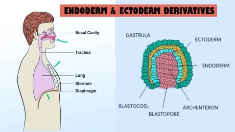 Ectoderm
