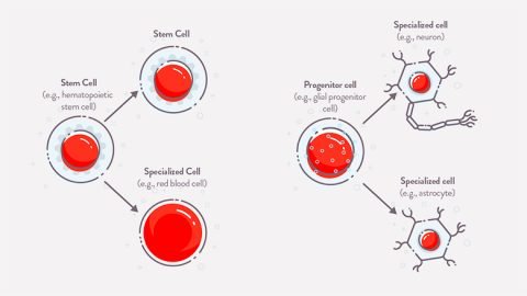 Progenitor Cell Manipulation