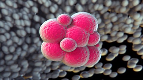 Benefits of Therapeutic Cloning in Stem Cell Science