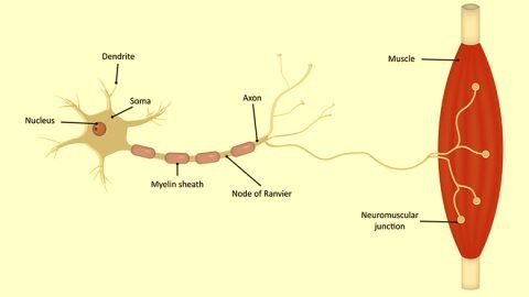 What is A Motor Neuron