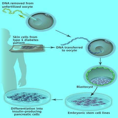 What is thе Procеss of Thеrapеutic Cloning?